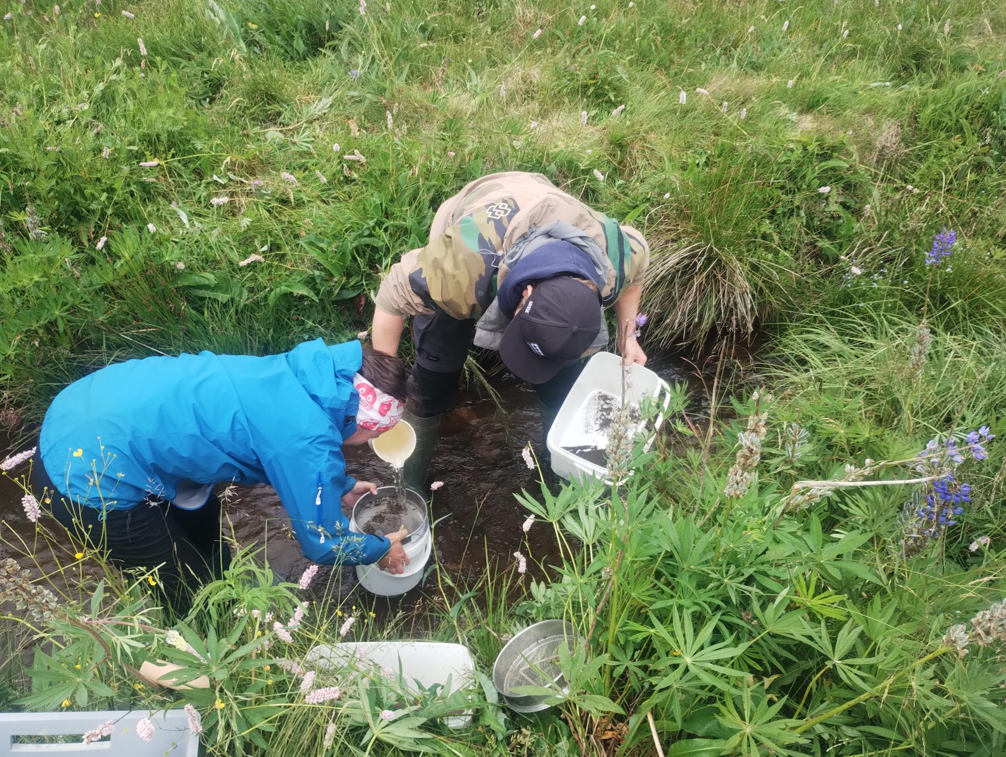 Field work, July 8, 2025